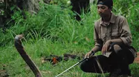 Muamar Syahida, mahasiswa kehutanan di Pekanbaru, Riau, penakluk king cobra hidup dengan belasan ular beracun atau berbisa. (M Syukur/Liputan6.com)