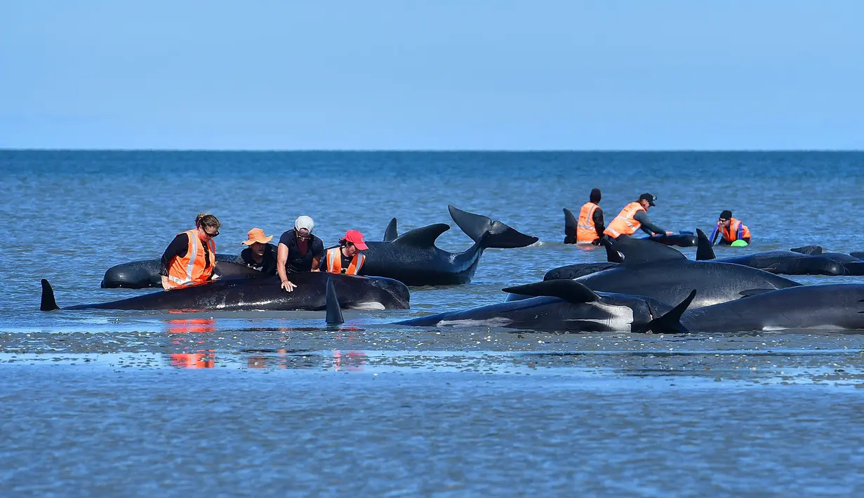 Sejumlah relawan mencoba membantu menyelamatkan ikan paus pilot yang terdampar di Farewell Spit, Selandia Baru (11/2). Para pekerja konservasi dan relawan mencoba membawa beberapa ekor paus yang masih hidup kembali ke laut. (AFP/Marty Melville)
