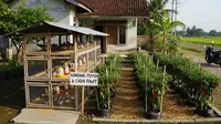 8 Ternak Burung Puyuh dan Cabai Rawit dalam Satu Lahan Kecil yang Menguntungkan