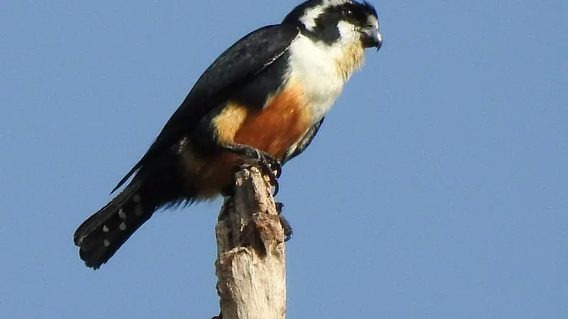 Burung pemangsa terkecil (Tangkapan layar dari website ghanamma.com)