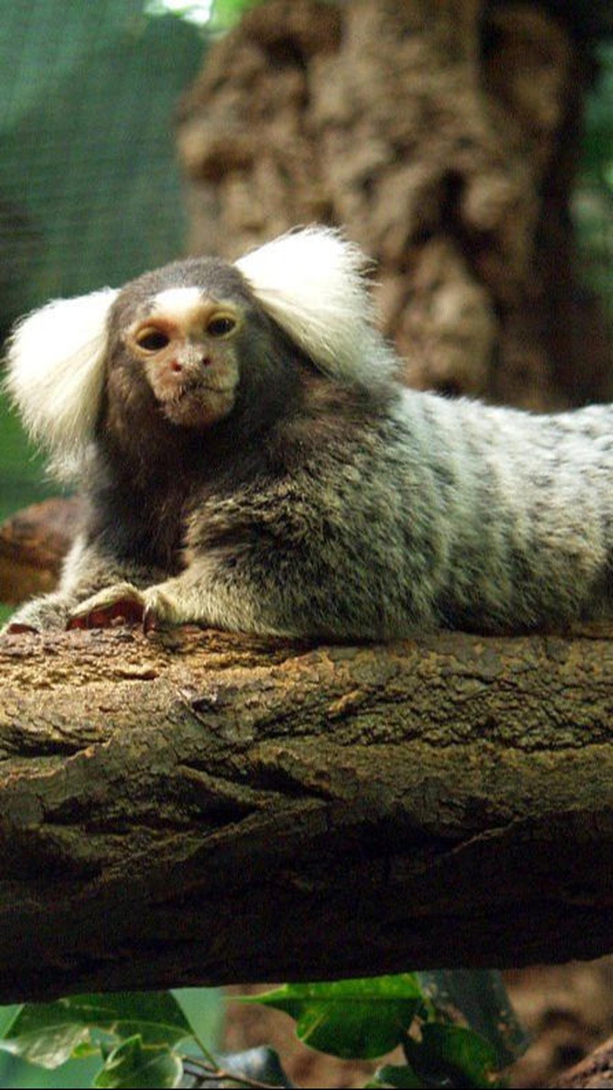 4. Common Marmoset<br>