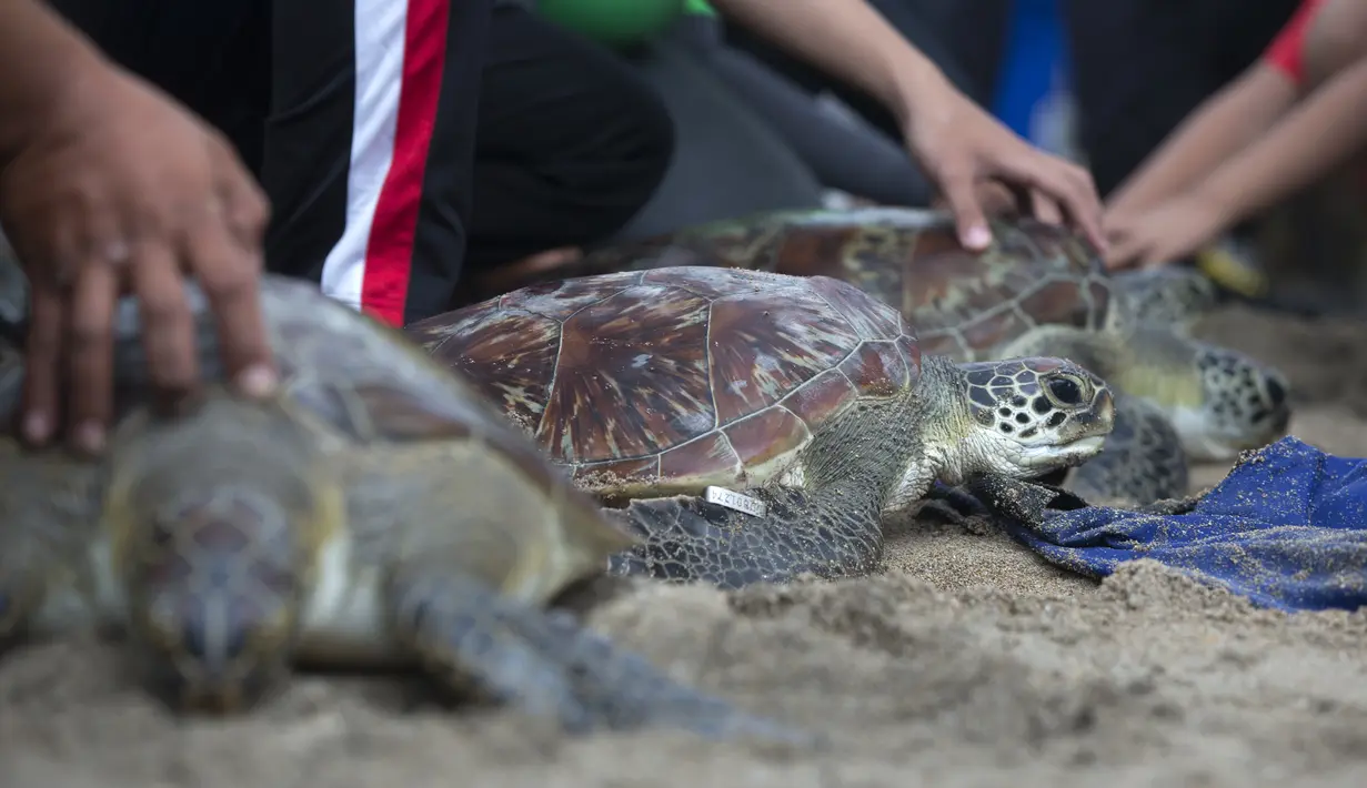 Relawan membantu melepaskan penyu Hijau (Chelonia mydas) menuju laut di pantai Kuta, Bali, Sabtu (8/1/2022). Dengan bantuan relawan, TNI AL melepaskan 32 penyu hijau yang mereka sita dalam upaya penyelundupan di perairan pulau wisata Desember 2021 lalu. (AP Photo/Firdia Lisnawati)