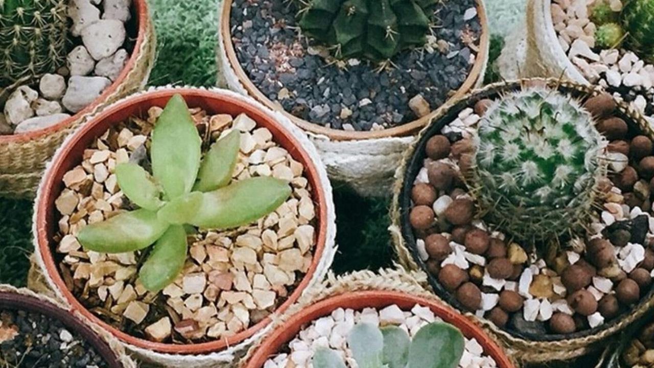 7 Tips Merawat Kaktus Mini Indoor, Lakukan Ini Agar Tetap Tumbuh Subur