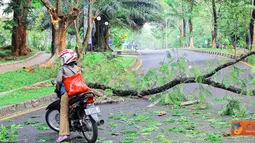 Citizen6, Depok: Sebuah pohon di kampus UI, Depok tumbang tanpa sebab pada, Rabu (20/10). Hal ini mengakibatkan pengendara yang melintas terpaksa berbalik arah. (Pengirim: Cesar Yudha)