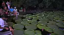 Orang-orang mengamati bunga lili raksasa (Victoria cruziana) di Sungai Paraguay, di Piquete Cue, utara Asuncion, pada Minggu (18/4/2021). Bunga lili raksasa tersebut muncul setiap tiga sampai empat tahun dalam jumlah dan ukuran yang besar. (Norberto DUARTE / AFP)
