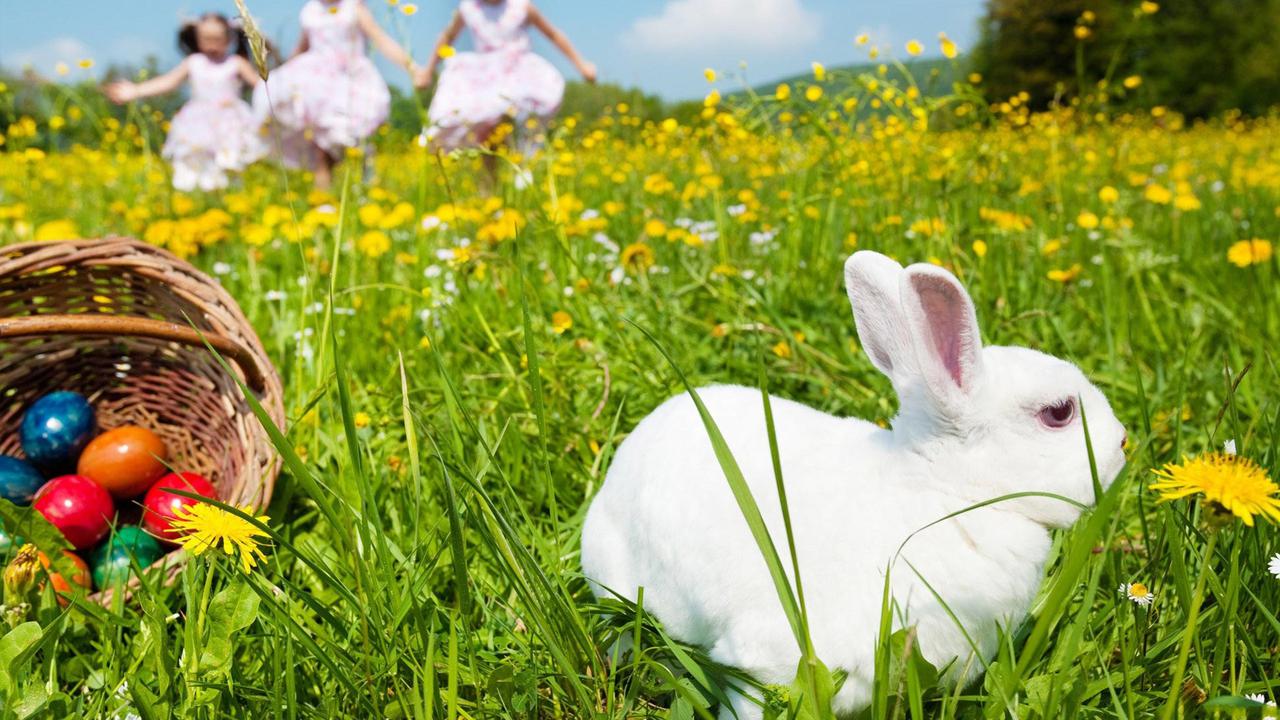 Makan Daging Kelinci 