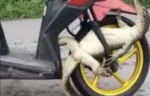 Biawak Jumbo 'Nebeng' di Motor Ibu-Ibu, Warganet Ngakak Lihat Videonya