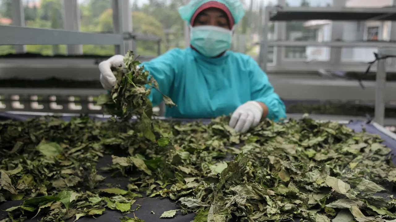Mengintip Proses Pembuatan Jamu Secara Modern