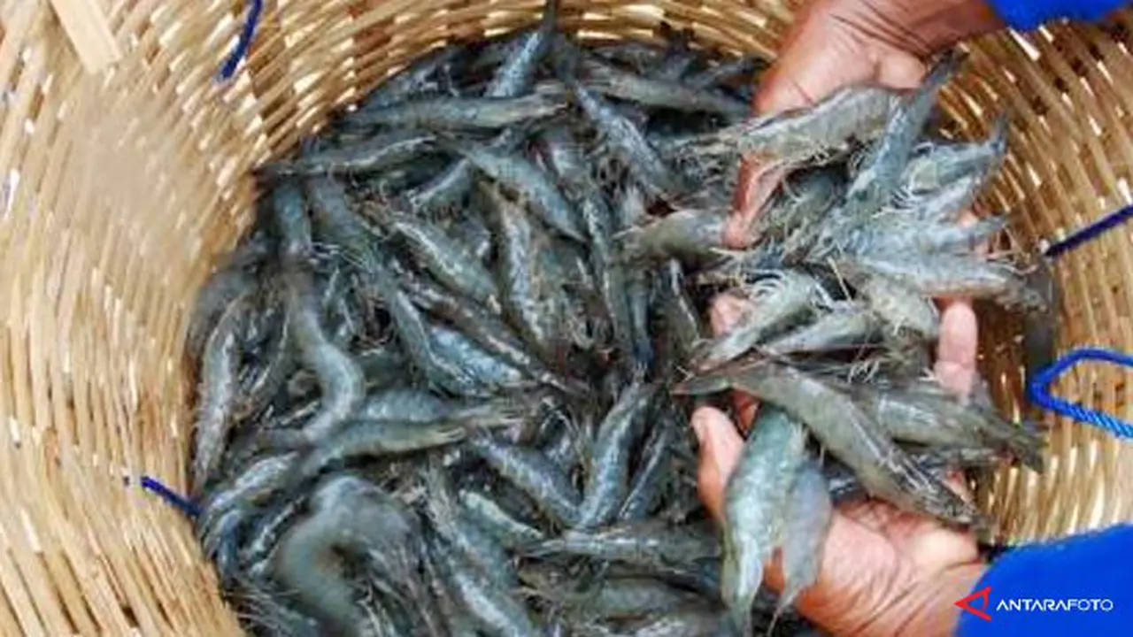 udang-130831b.jpg