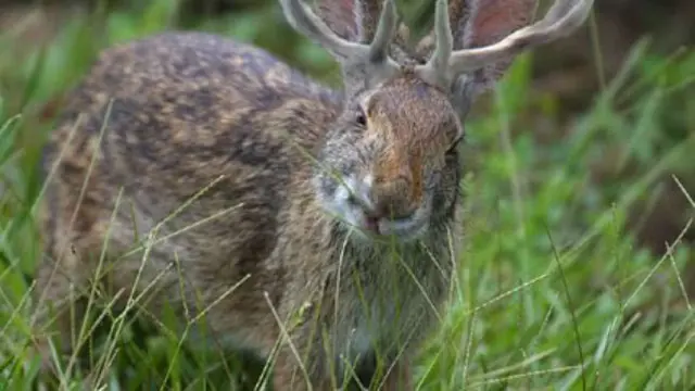 Jackalope - 3