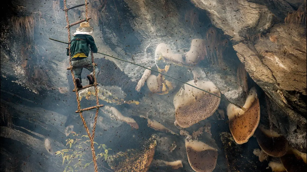 Madu Nepal, Madu yang Bisa Bikin Kamu ‘Fly’