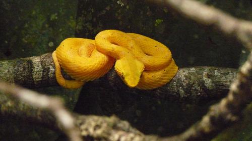 Ilustrasi Ular di Pohon