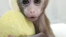 Foto yang dirilis 24 Januari 2019, monyet kloning yang lahir 8 Oktober 2018 di sebuah lembaga penelitian, Shanghai. Ini pertama kalinya beberapa klon dibuat dari monyet yang disunting gen untuk penelitian biomedis (HO/CHINESE ACADEMY OF SCIENCES INST/AFP)