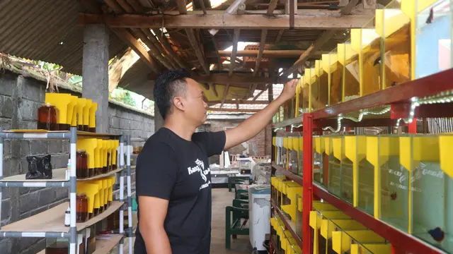 Berawal dari Hobi, Pria Ini Raup Untung Besar dari Cupang di Tengah Pandemi