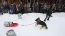 Sejumlah penonton menyaksikan anjing yang menarik tong bir dalam perlombaan Monster Dog Pull di Red Lodge Ales, Montana (25/2). Anjing ini harus menarik tong dari garis mulai hingga garis finis di tengah arena salju. (Jim Urquhart / Getty Images / AFP)