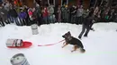 Sejumlah penonton menyaksikan anjing yang menarik tong bir dalam perlombaan Monster Dog Pull di Red Lodge Ales, Montana (25/2). Anjing ini harus menarik tong dari garis mulai hingga garis finis di tengah arena salju. (Jim Urquhart / Getty Images / AFP)