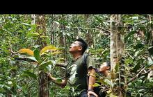 VIDEO: Para Penjaga Hutan Batang Toru