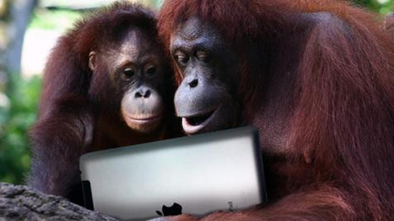 Ketika orangutan juga ikut-ikutan pakai iPad