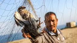Seorang pria menangkap burung puyuh yang terjerat jaring perangkap di sebuah pantai di Khan Yunis di Jalur Gaza selatan (11/9/2019). Palestina membangun ratusan meter jaring sutra kuning di sepanjang garis pantai di Jalur Gaza untuk memburu burung yang bermigrasi. (AFP Photo/Said Khatib)