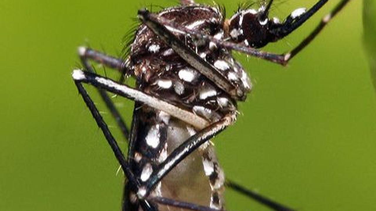 6. Nyamuk
