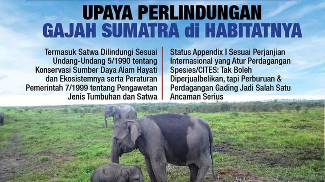 Infografis Upaya Perlindungan Gajah Sumatra di Habitatnya. (Liputan6.com/Trieyasni)