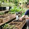 Cara Memanfaatkan Kardus Bekas Sebagai Media Semai Sayuran, Tips Berkebun Murah di Rumah