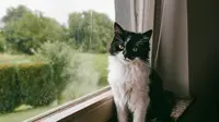 Kucing Bisa Alami Gangguan Ginjal, Kenali Gejalanya
