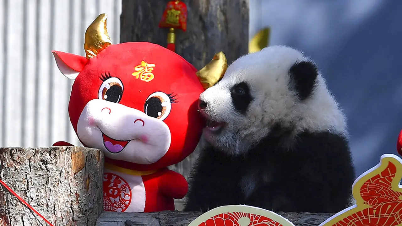 FOTO: 10 Bayi Panda Mulai Debut Jelang Imlek di Cagar Alam China