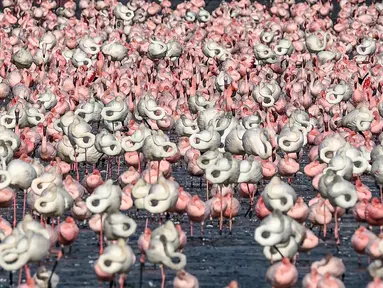 Kawanan flamingo berdiri di sebuah danau di Navi Mumbai pada Kamis (14/5/20220). Burung-burung yang bermigrasi biasa mendatangi Mumbai setiap tahun ini tiba dalam jumlah besar setelah pemerintah India menerapkan kebijakan lockdown. (Photo by Punit PARANJPE / AFP)