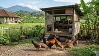 Cara Membuat Kandang Ayam Rumahan yang Tidak Bau, Bikin Beternak lebih Nyaman dan Tenang