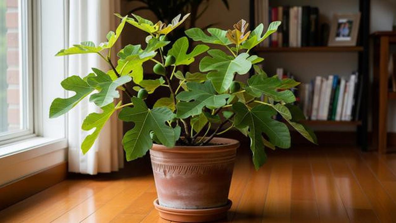 7 Pohon Buah Terbaik yang Bisa Tumbuh Subur dalam Ruangan, Percantik Interior Sekaligus
