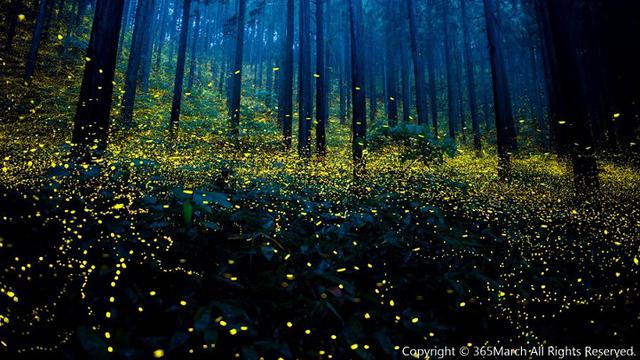 Indahnya Fenomena Sinar Supranatural Di Hutan Jepang Apa Itu Lifestyle Liputan6 Com