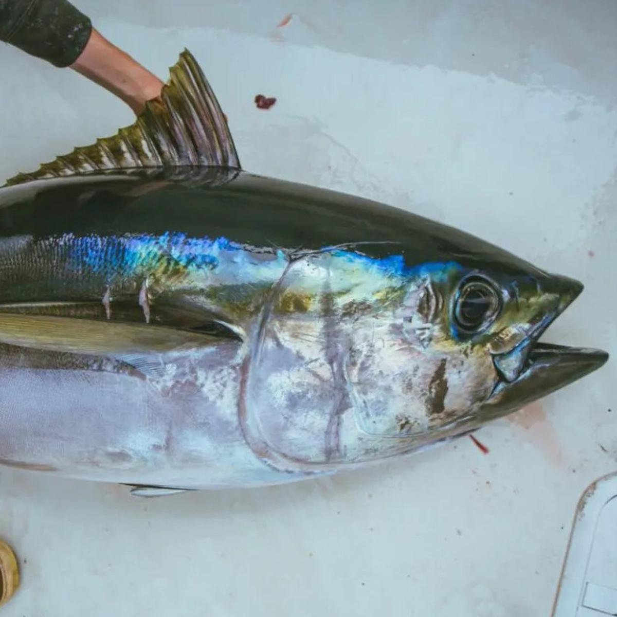 Ikan Tuna Mata Besar