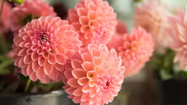 Dahlia