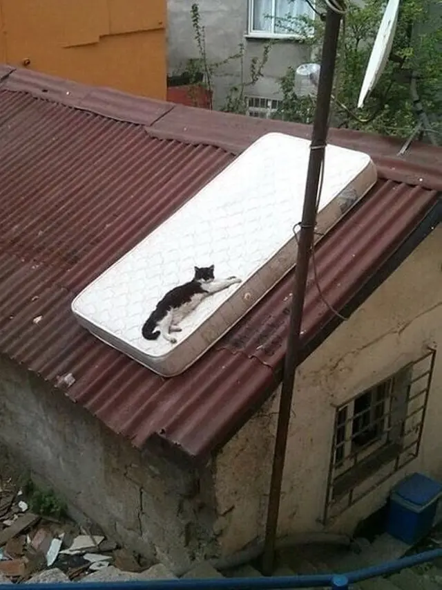 7 Potret Lucu Kucing Lagi Main dengan Benda Sekitar