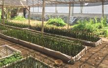 Hari Mangrove Sedunia, Cilacap Kini Punya Rumah Pembibitan Berbasis IoT