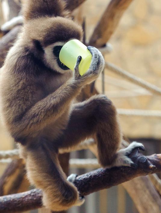 Seekor siamang meminum teh hangat di kebun binatang Debrecen, Budapest, Hungaria, Rabu (25/1). Pihak pengelola kebun binatang memberikan minuman hangat kepada para hewan untuk menghangatkan tubuh saat udara dingin. (Zsolt Czegledi/MTI via AP)
