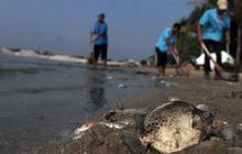 Reklamasi Teluk Jakarta di balik kematian ikan di pantai utara