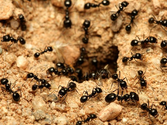 Mengenal Ciri Khusus Semut Dan Fakta Fakta Uniknya Hot Liputan6 Com
