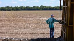 Petani generasi keempat Steve Patman melihat ladang kapasnya setelah melakukan panen dari lahan seluas 140 hektare di Ellis County, dekat Waxahatchie, Texas, Senin (19/9/2022). Texas memproduksi hampir setengah dari kapas Amerika Serikat. (Andy JACOBSOHN/AFP)
