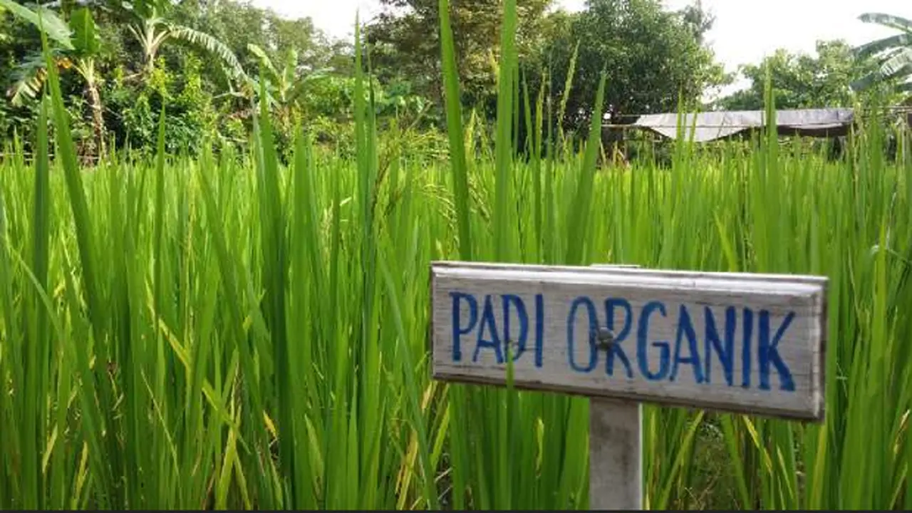 Padi Organik