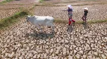 El Nino Perparah Kekeringan Sawah di Jonggol