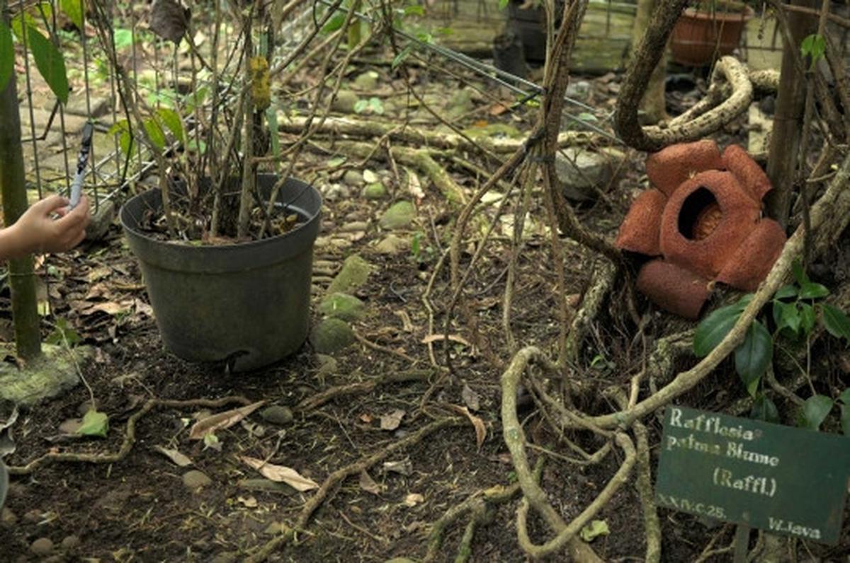 Melihat Rafflesia Patma yang langka tumbuh mekar di Kebun Raya Bogor