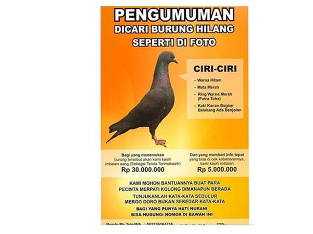 Sayembara Cari Burung Yang Hilang Ini Berhadiah Puluhan Juta