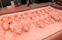 Tahukah Anda? Air Panas Lebih dari 70°C Penting untuk Mencegah Kontaminasi Bakteri pada Ayam dan Daging