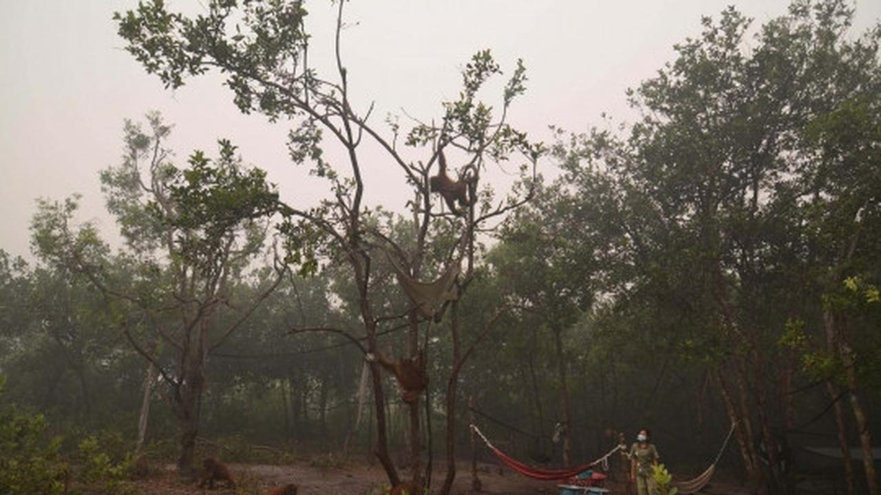Meratapi kehidupan orang utan di Kalimantan terancam kabut asap