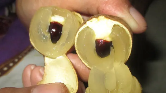 Buah Kelengkeng