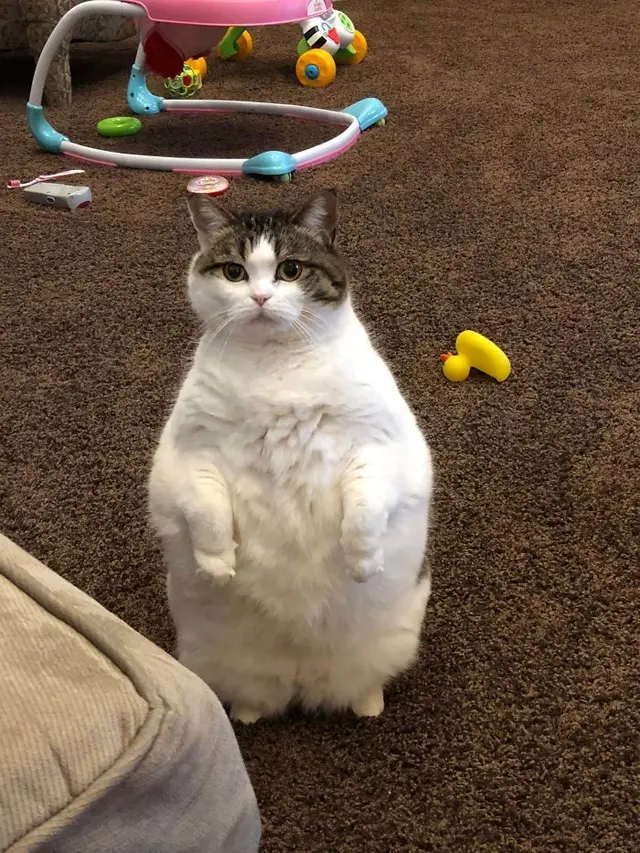 10 Potret Lucu Kucing Berdiri dengan Dua Kaki Ini Gemas Banget