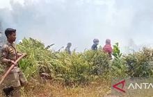 Satpol PP Bangka Gandeng Pemdes Perkuat Pengawasan Hutan Cegah Karhutla