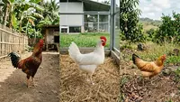 8 Jenis Ayam Petelur yang Cocok Dipelihara di Rumah untuk Pemula, Cocok untuk yang Sibuk Kerja